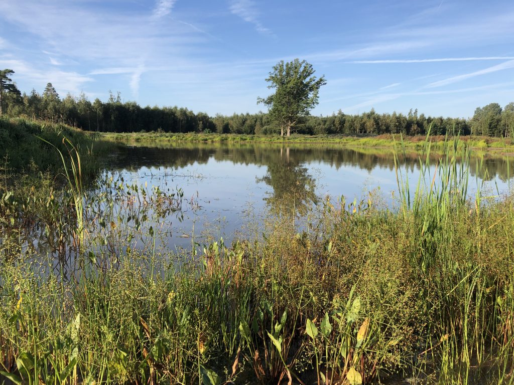 – Dagvattendammar och våtmarker